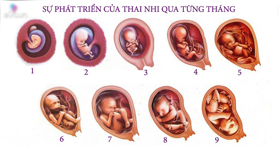 Chi tiết chế độ dinh dưỡng theo từng tuần thai kỳ giúp nuôi thai khỏe mạnh, thông minh